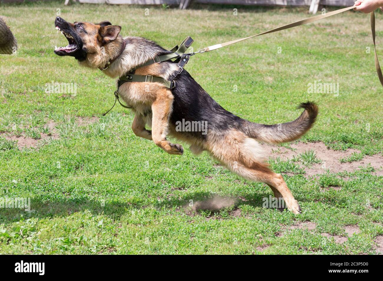 Training a police dog in cynological club. German shepherd dog in ...