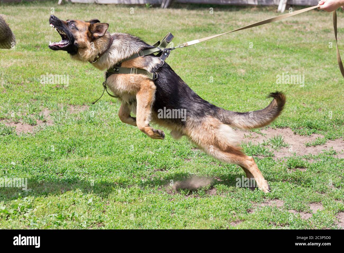 are police dogs trained in german