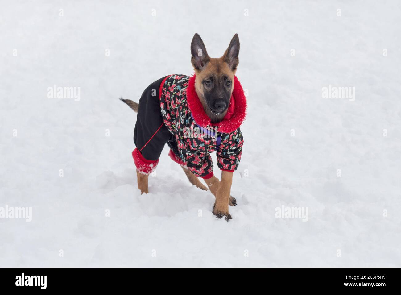 Belgian sheepdog puppy in beautiful pet clothing is standing in the winter  park. Pet animals. Purebred dog Stock Photo - Alamy