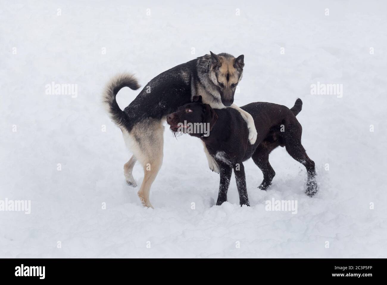 Cute deutsch drahthaar and multibred dog are playing on a white snow in the winter park. Pet animals. Purebred dog. Stock Photo