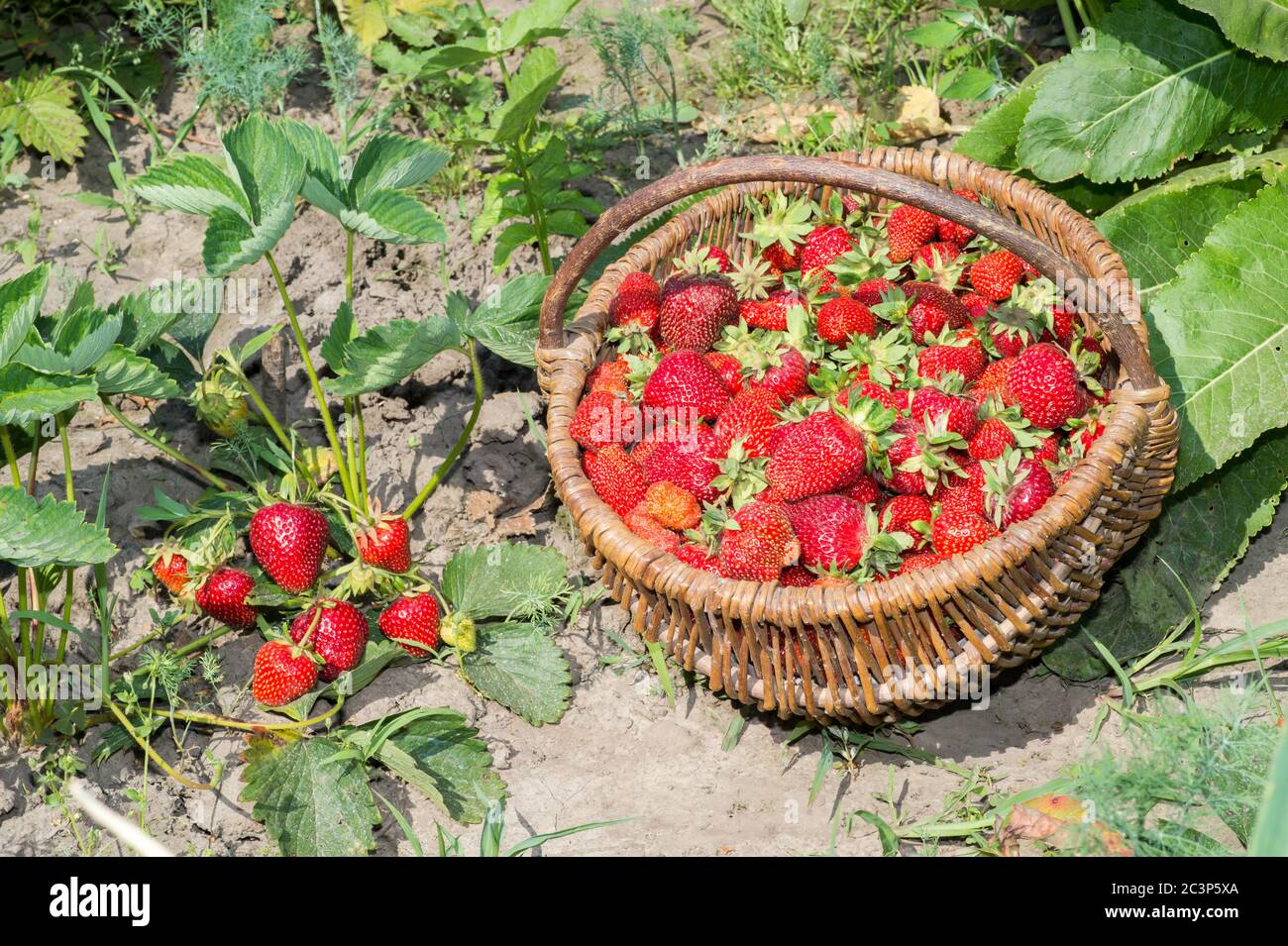 Wicker basket of ripe red strawberries on the background of a garden ...