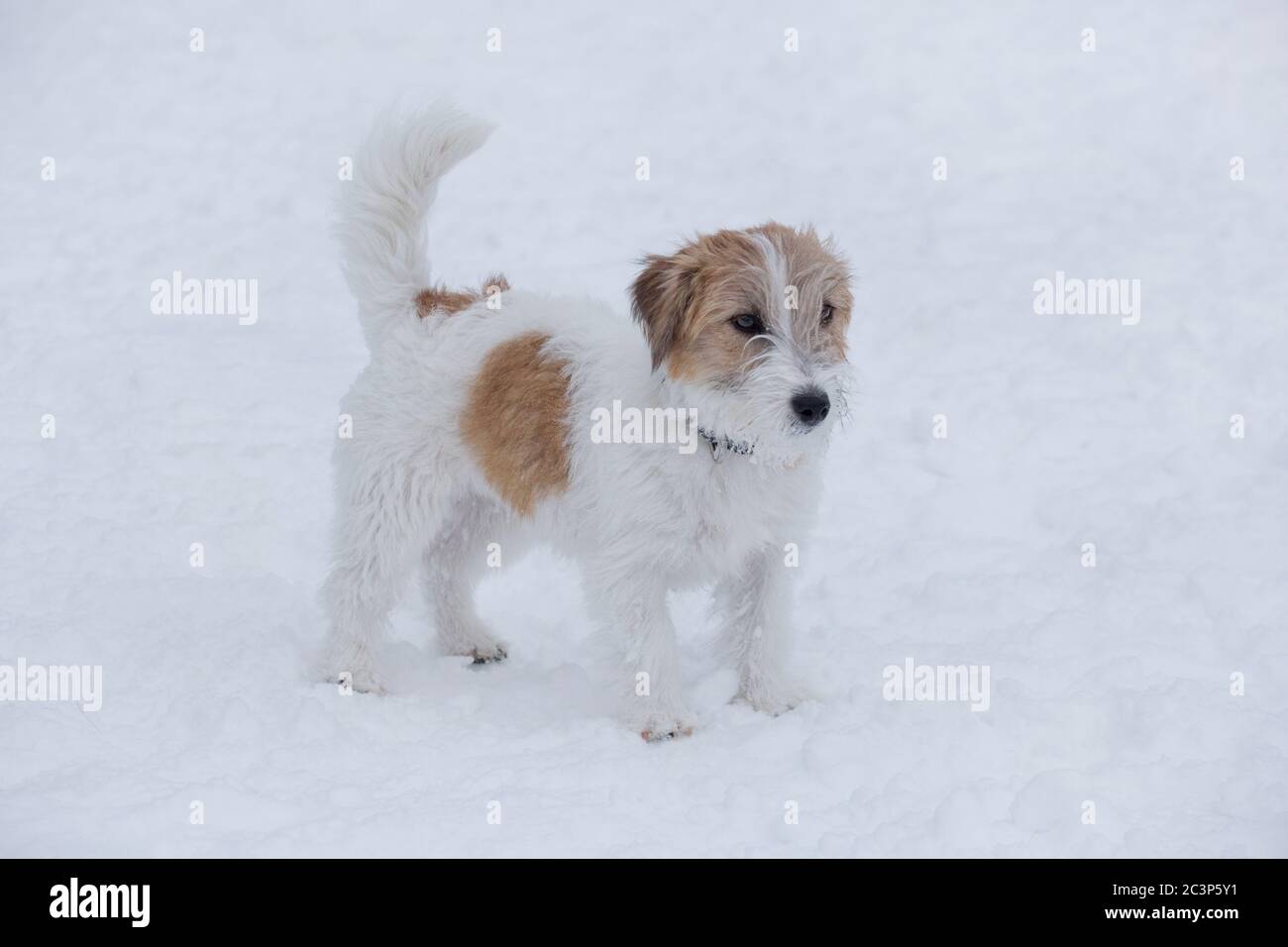 Cute jack russell terrier puppy is standing on a white snow in the winter park. Pet animals. Purebred dog. Stock Photo