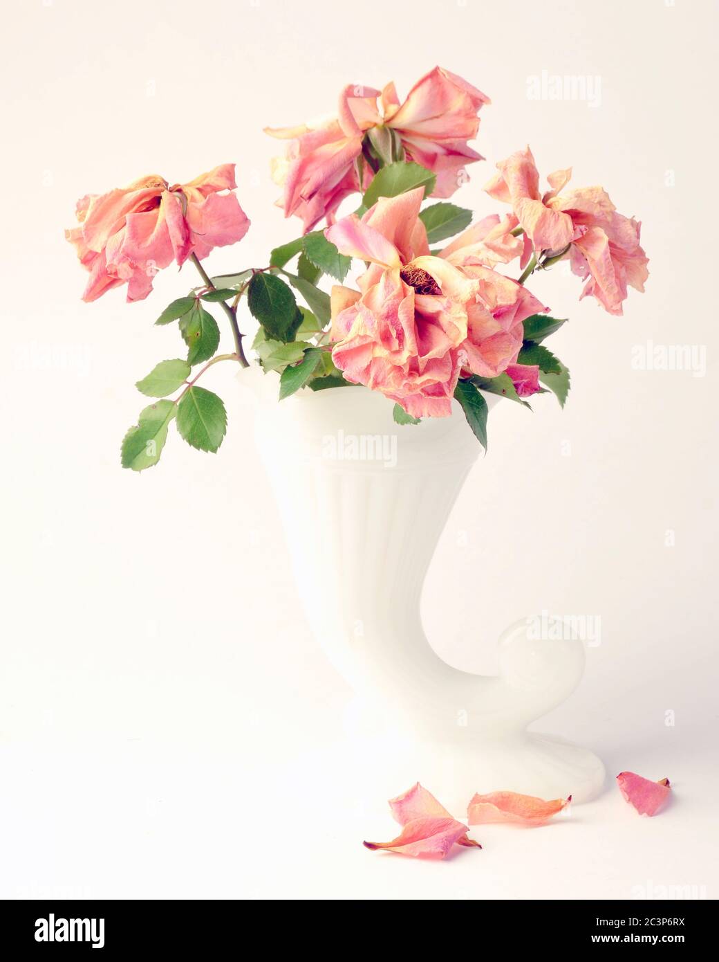 Dead or withered roses in a white vase, with yellow, pink orange flowers studio shot on white background Stock Photo