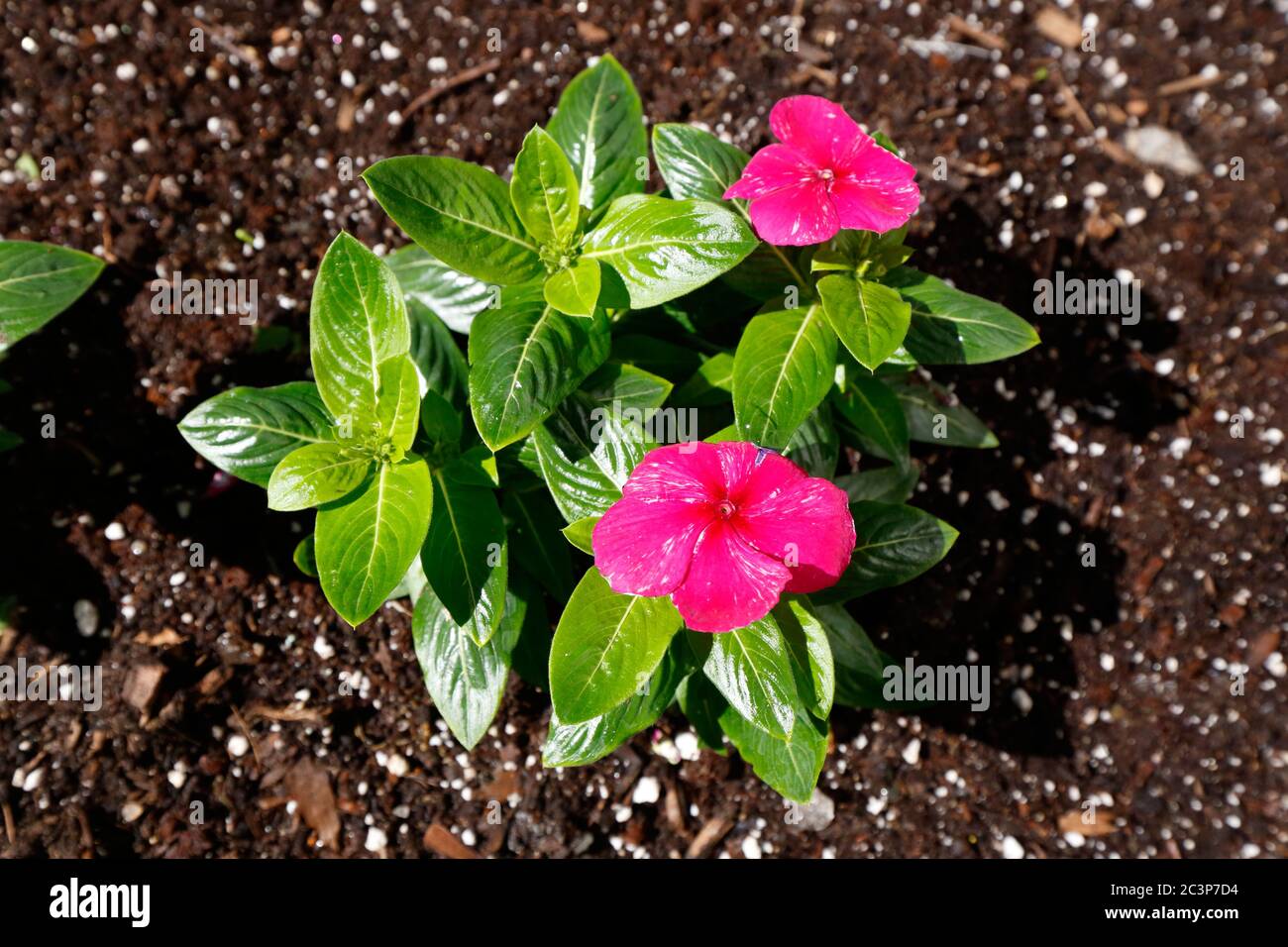 An Annual Vinca plant, Catharanthus roseus, with shiny leaves and streaked magenta flowers blooming in full sunlight. A medicinal plant Stock Photo
