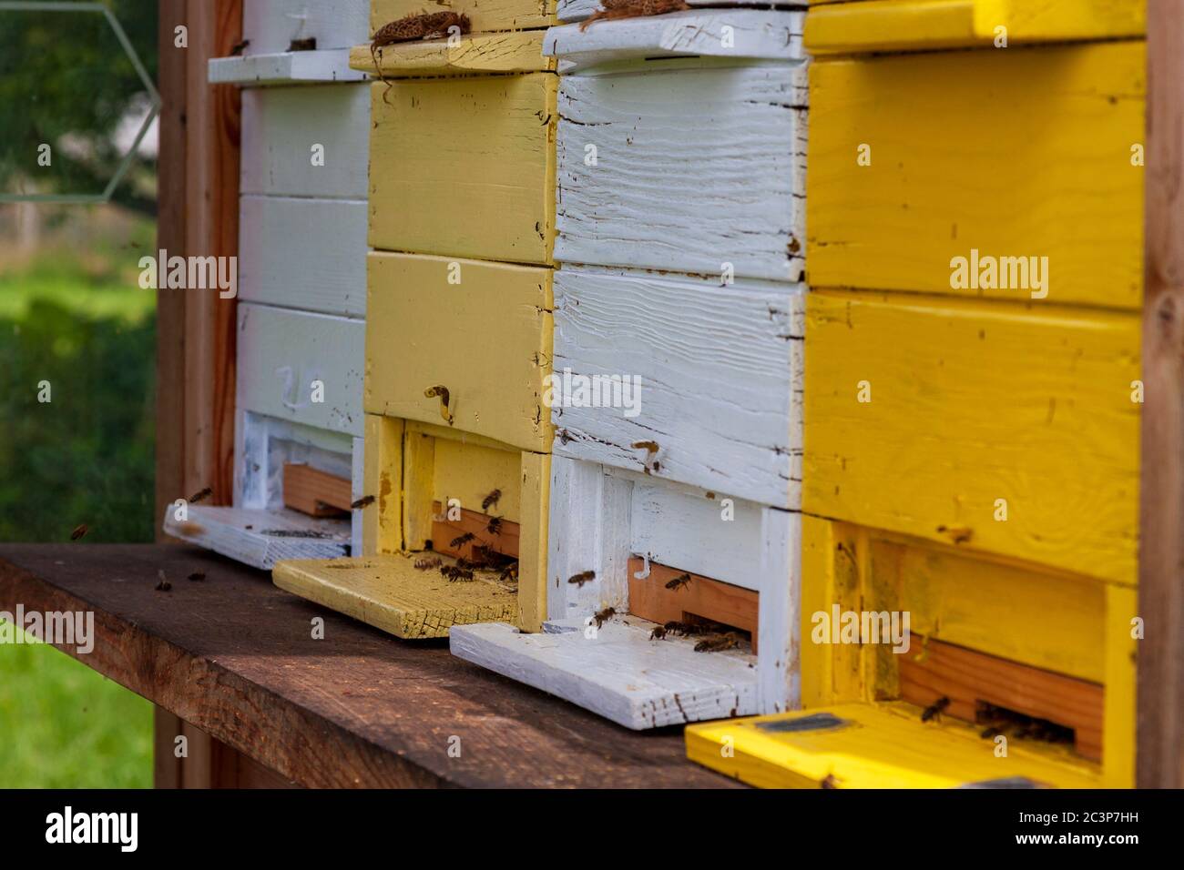 The bees at work Stock Photo - Alamy