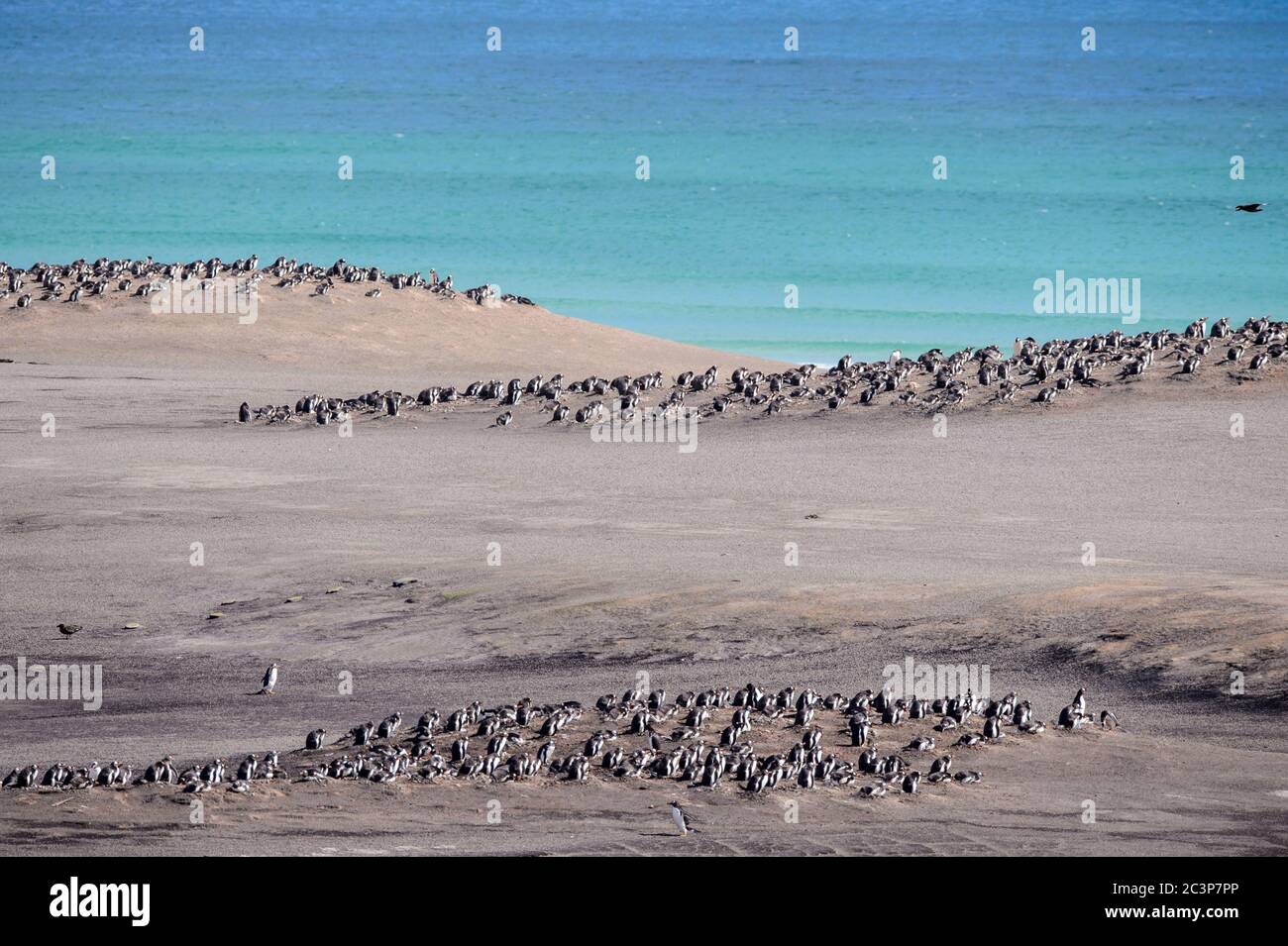 Gentoo penguin (Psygoscelis papua), breeding colonies, Saunders Island, West Falkland, Falkland Islands Stock Photo