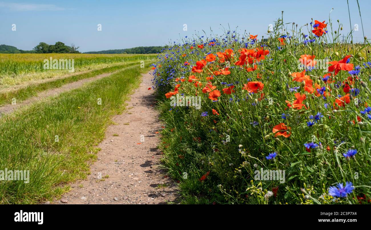 Wild flowers line a country lane near Kidderminster. Stock Photo