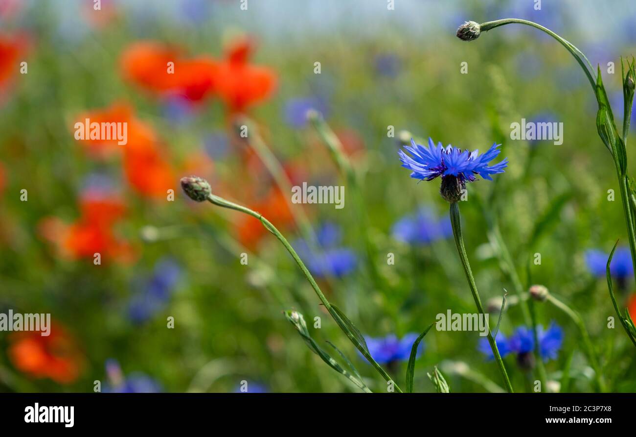 Wild flowers growing on farmland in Worcestershire. Stock Photo