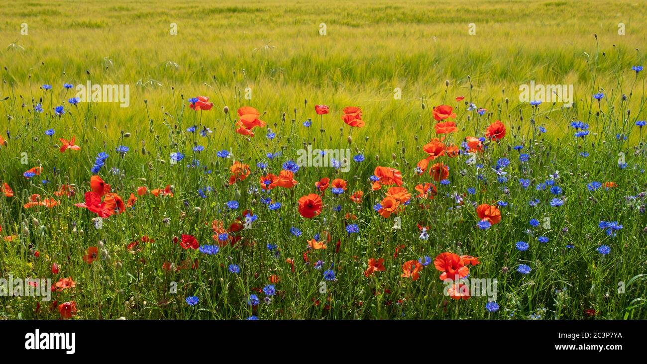 Wild flowers growing by country lane near Kidderminster, Worcestershire, England. Stock Photo