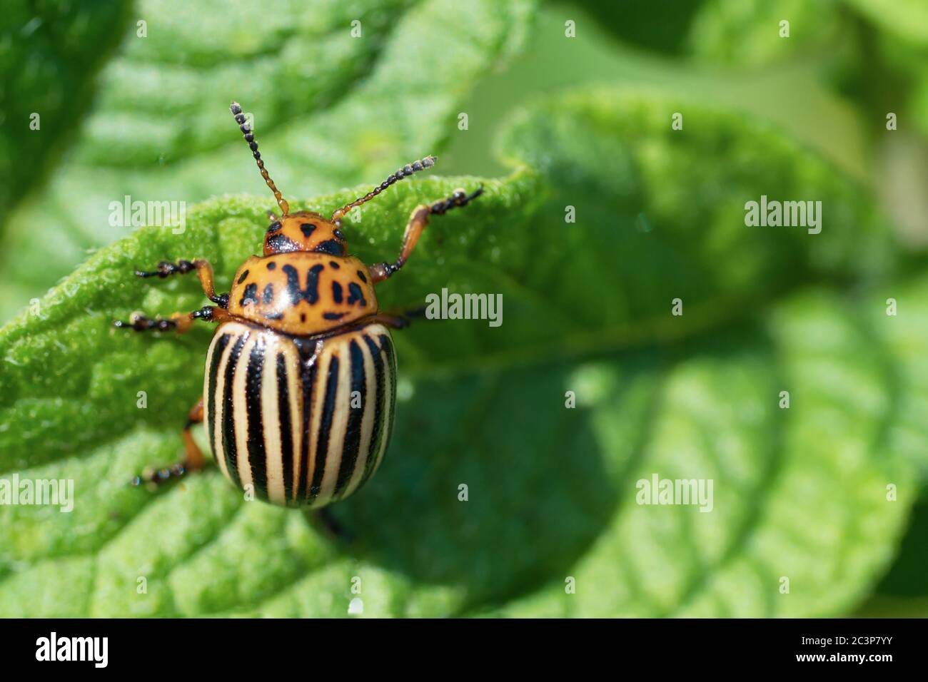 Colorado potato beetle eats potato leaves. Agricultural insects pests