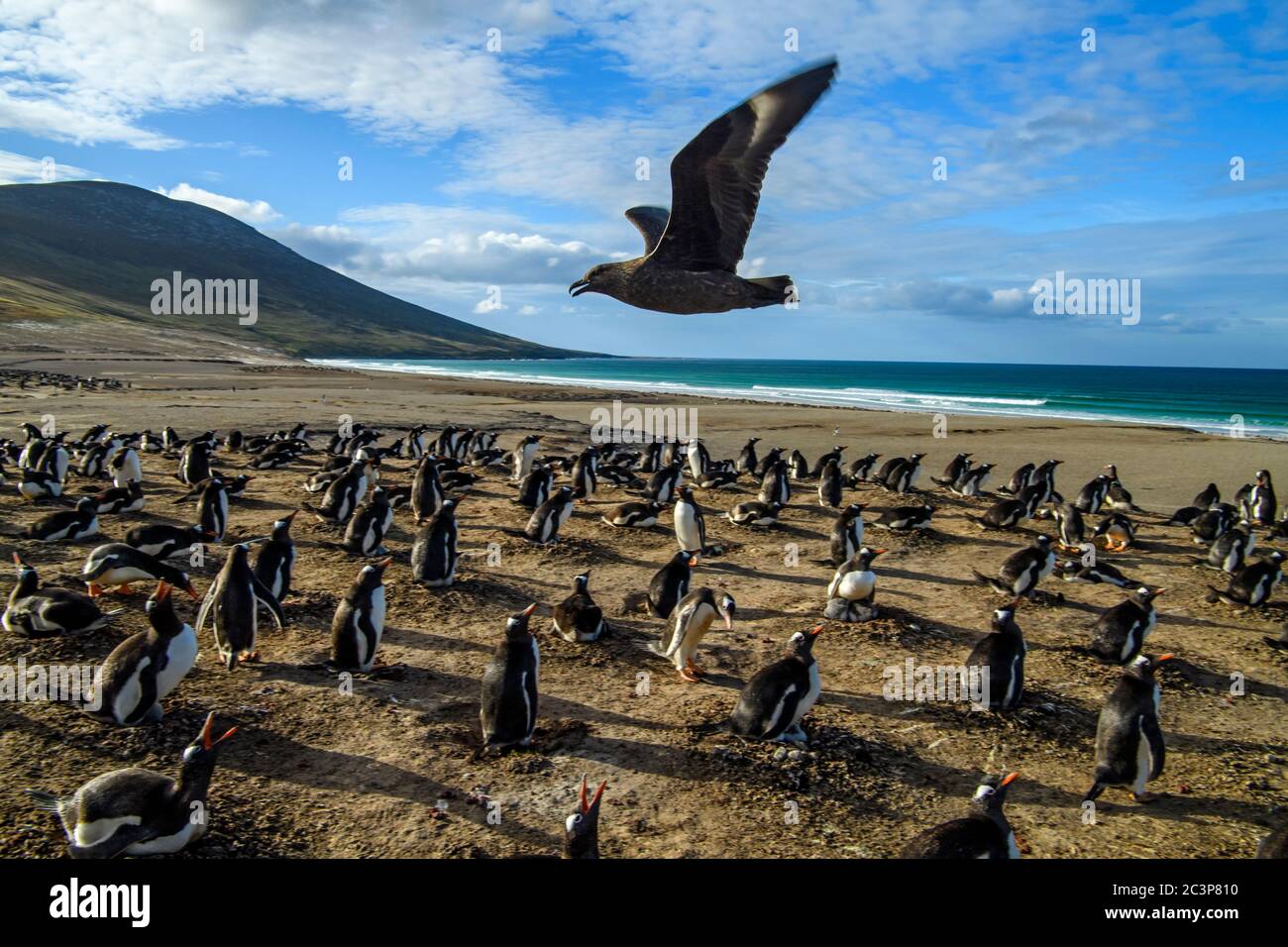Gentoo penguin (Psygoscelis papua), breeding colonies, Saunders Island, West Falkland, Falkland Islands Stock Photo