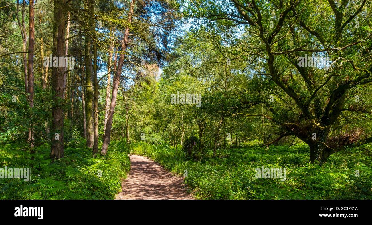 Woodland path near Kidderminster in Worcestershire, England. Stock Photo
