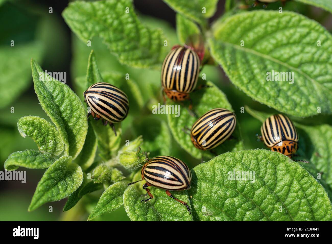 Colorado potato beetle eats potato leaves. Agricultural insects pests ...
