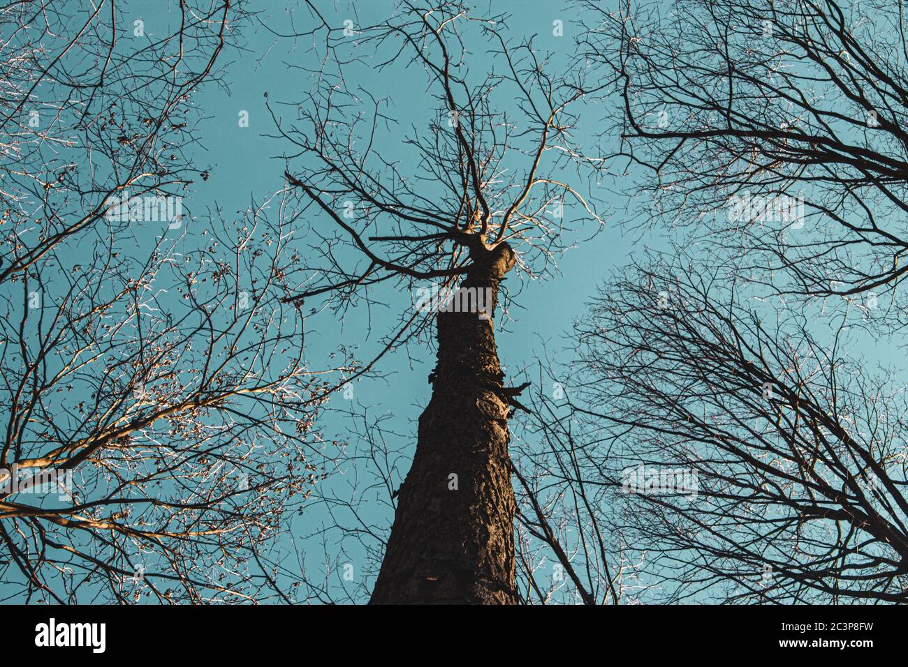 Low angle shot of tall trees against a blue sky during daytime Stock ...