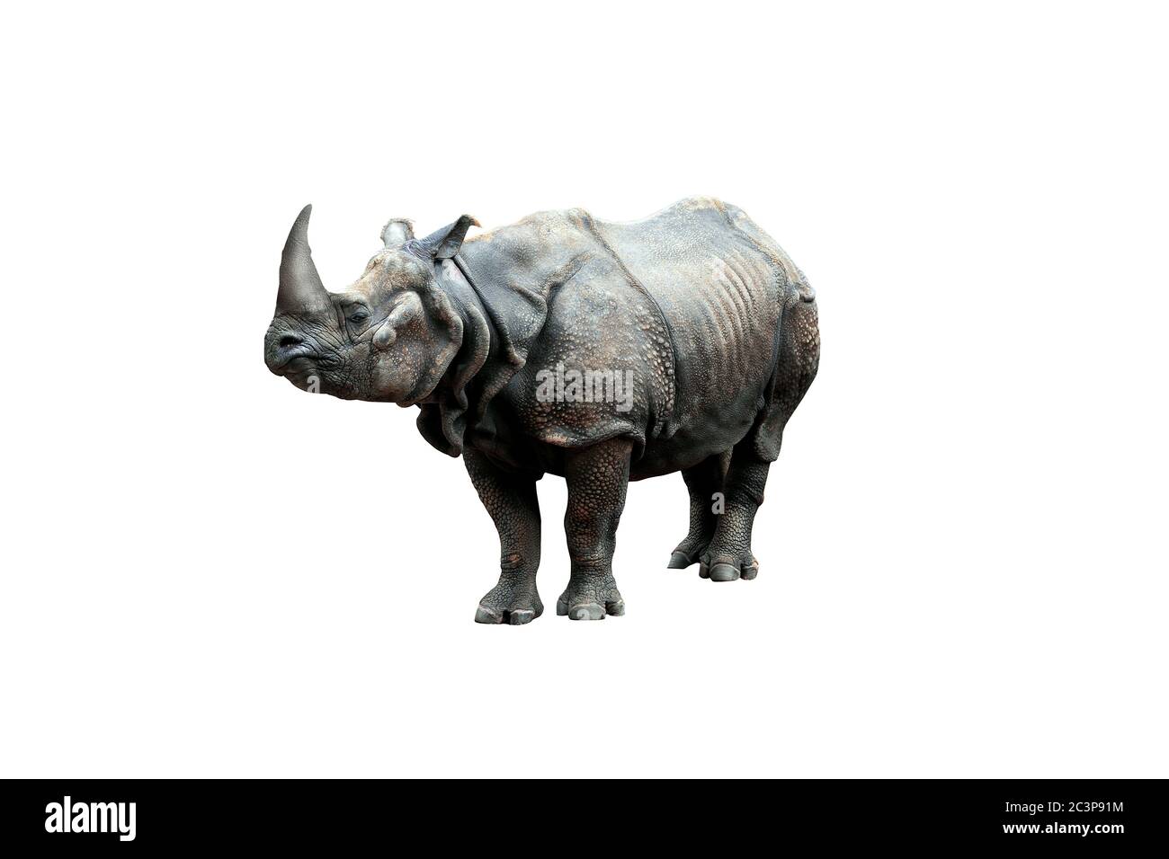 rhino isolated on white background Stock Photo Alamy