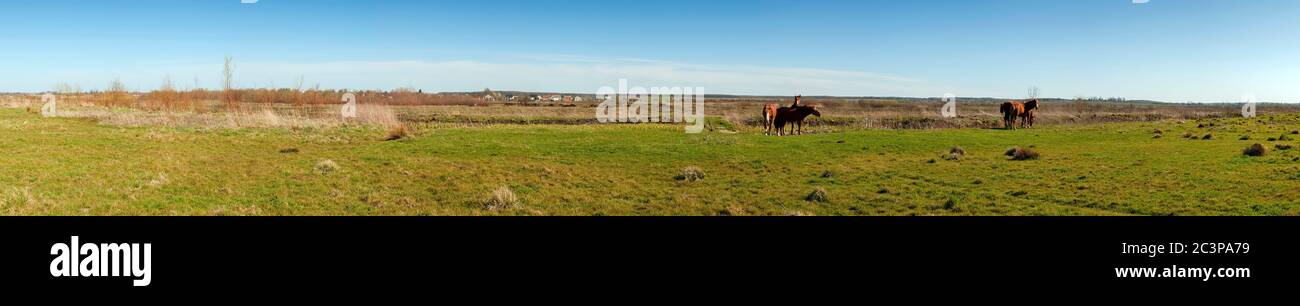 panorama with horses in the field, herd of horses grazing in the meadow in summer and spring, animal husbandry concept, with place for text Stock Photo