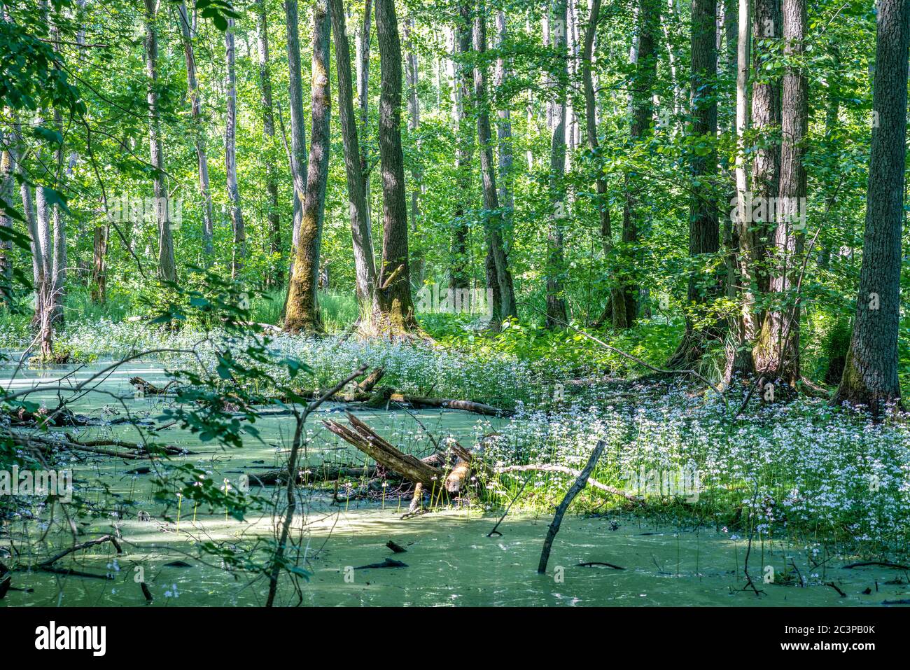 Lush green trees and white flowers in a swamp with lots of duckweed Stock Photo