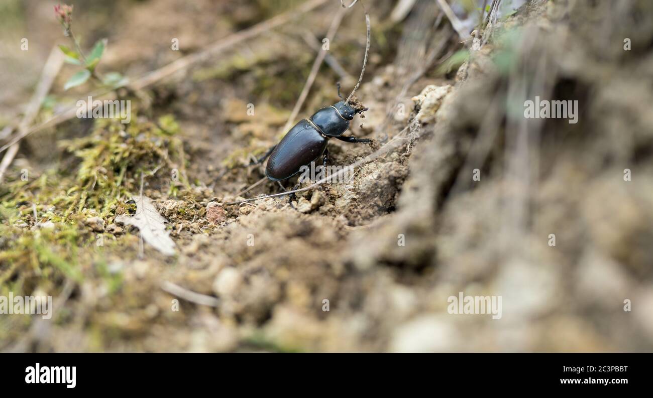 Female stag beetle in its natural environment. Stock Photo