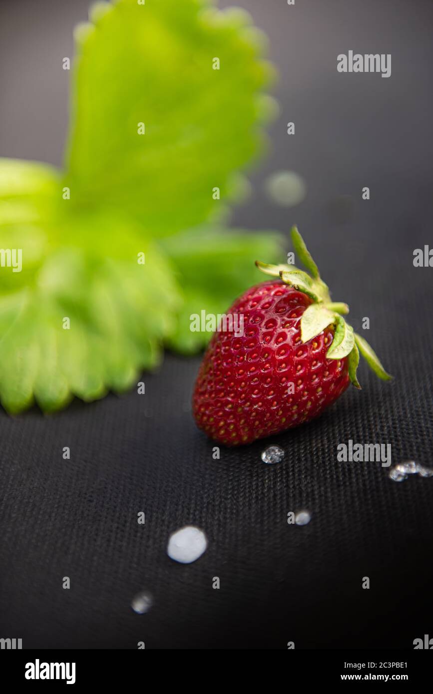 Close-up of red strawberry with few white hailstones and unfocused strawberry leaf on black material used for cultivating this berry in garden. Vertic Stock Photo