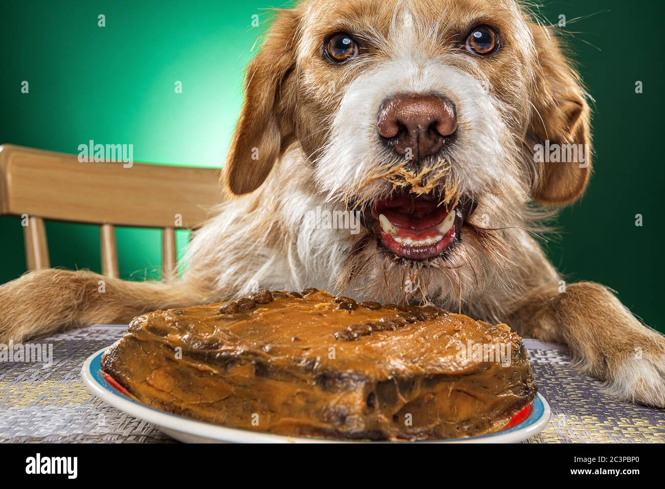 Closeup shot of a cute dog eating a cake on a green background ...