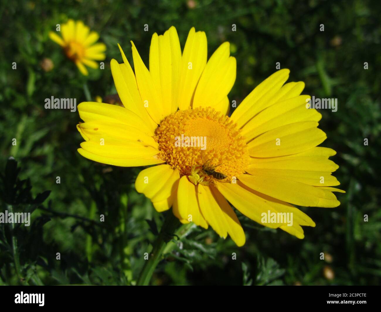 Crab spider holding a bee on a Crown Daisy flower captured in Malta Stock Photo