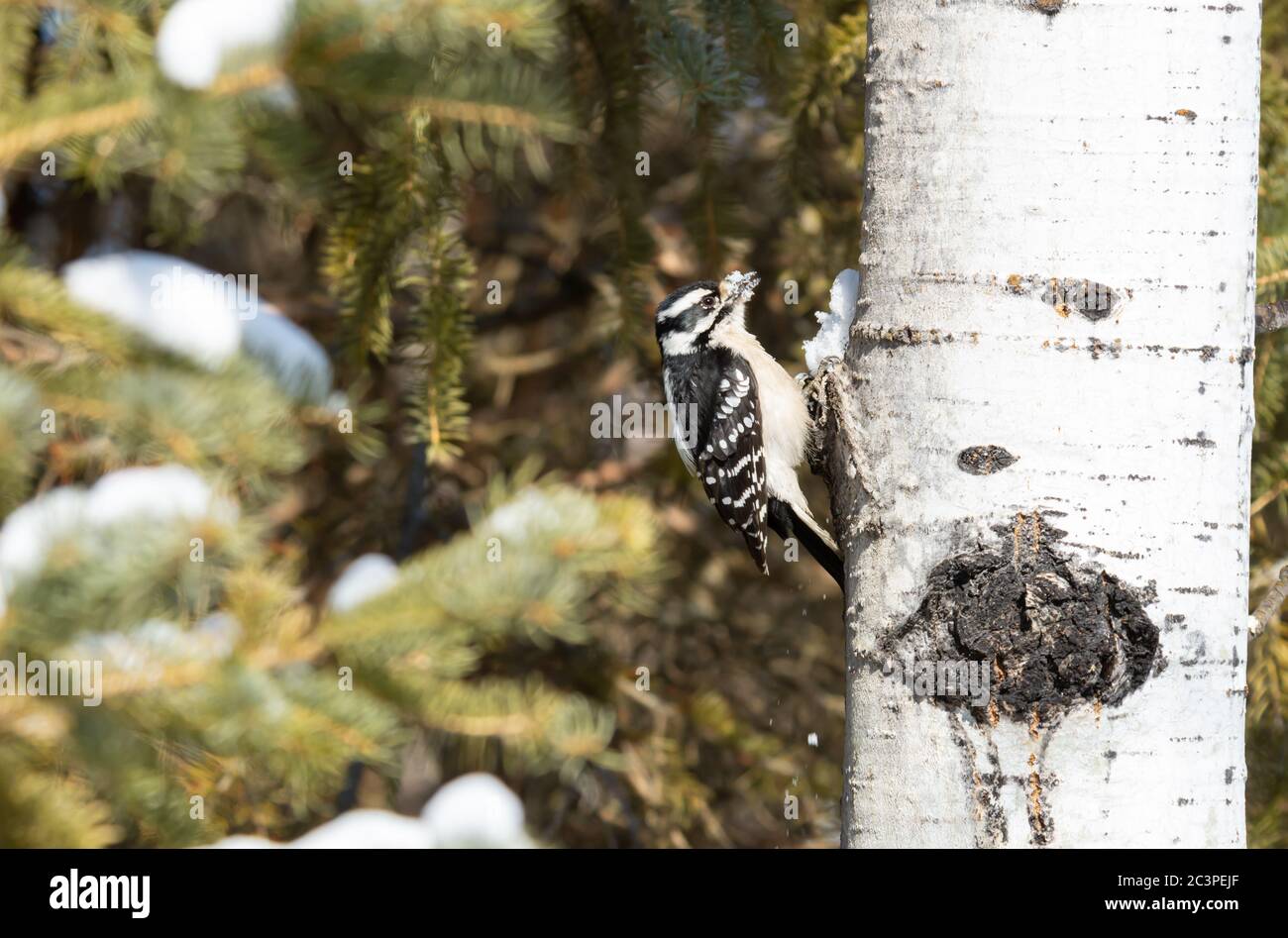 A downy woodpecker, Picoides pubescens, clinging to the side of a poplar tree during the winter time in forest in central Alberta, Canada Stock Photo