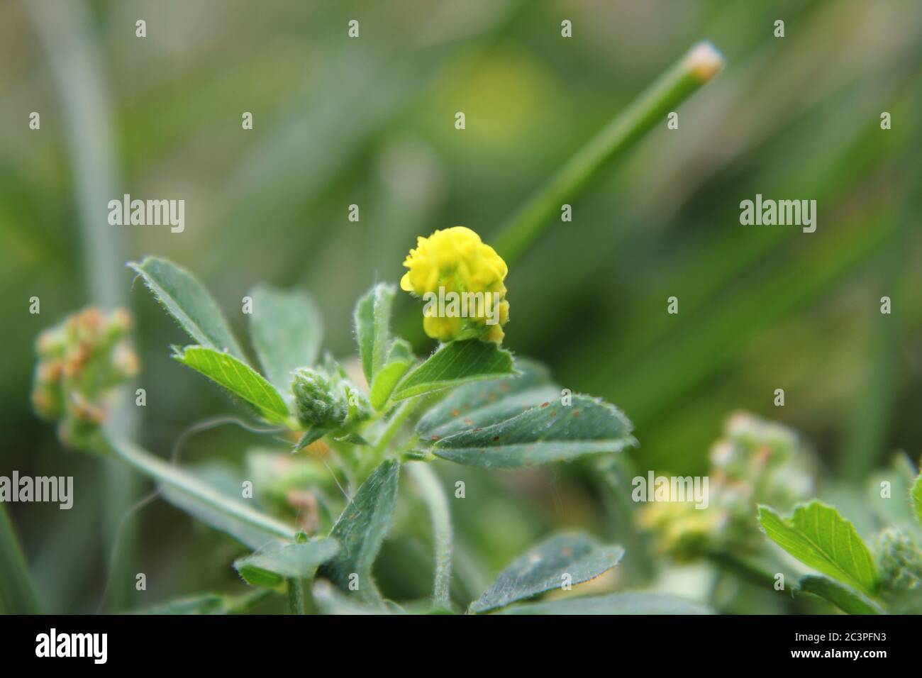 Tiny yellow invasive black medick, nonesuch, or hop clover flower growing in the backyard. Stock Photo