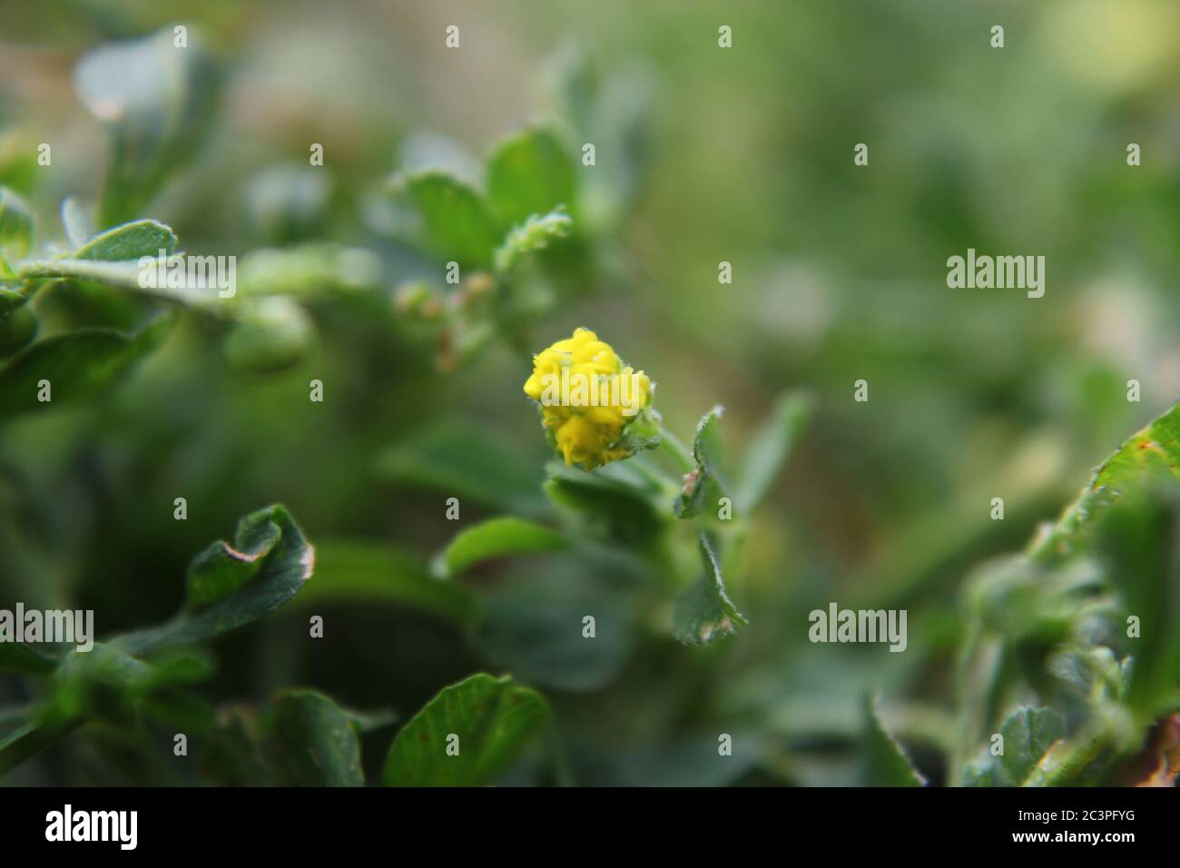 Tiny yellow invasive black medick, nonesuch, or hop clover flower growing in the backyard. Stock Photo