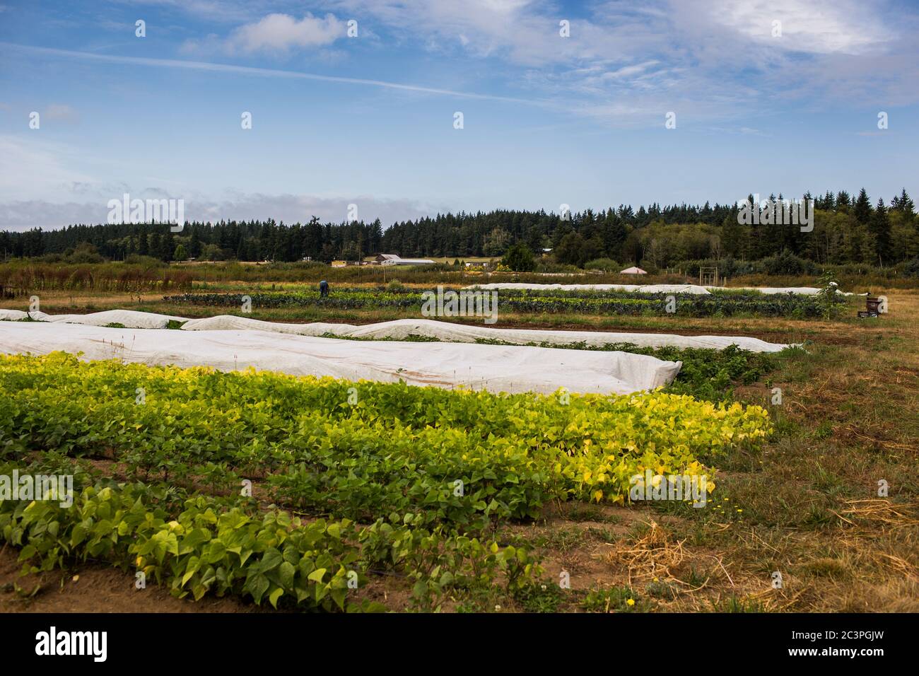 Landscape of an agricultural field under the sunlight and a blue cloudy ...