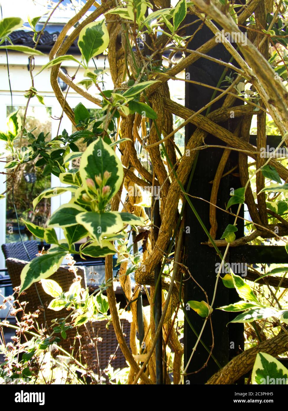 The yellow and green leaves of a wiegela climbing plant winding its gnarled and woody stems round a green garden trellis. Stock Photo