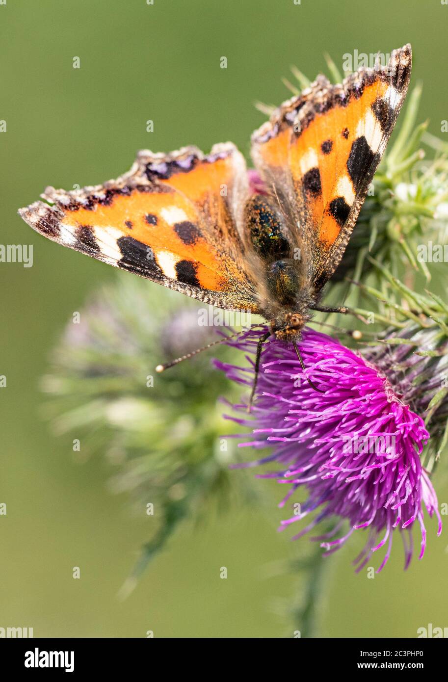 Painted Lady Butterfly, vanessa cardui, perched on flowers in the
