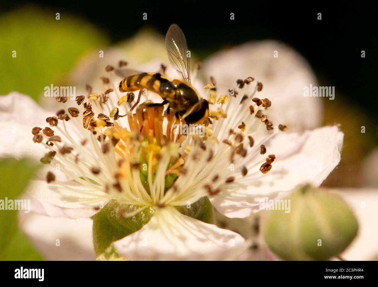 Insect british hi-res stock photography and images - Alamy
