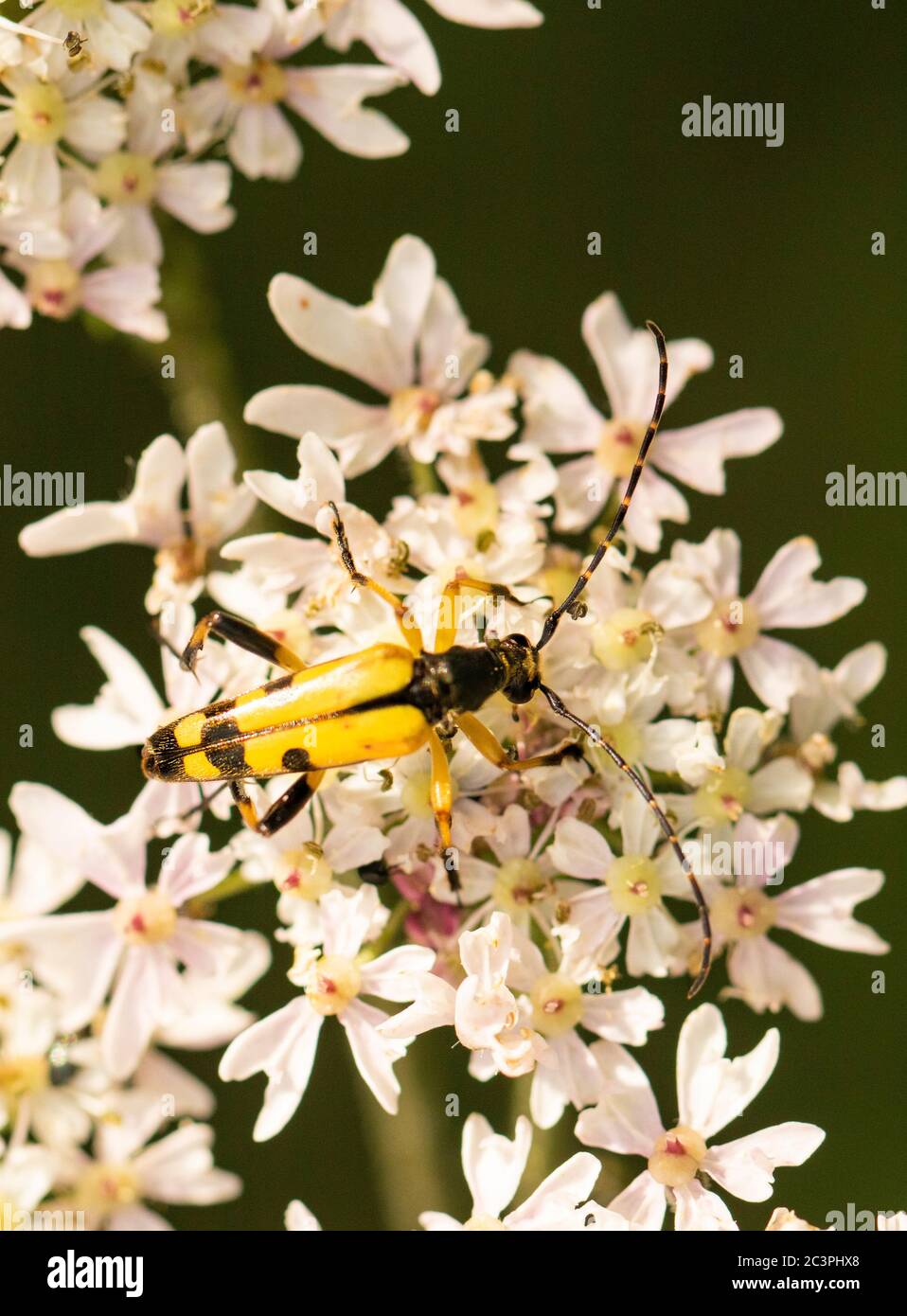Rutpela maculata, cerambycidae,  yellow beetle perched on a flower, in the British countryside Stock Photo