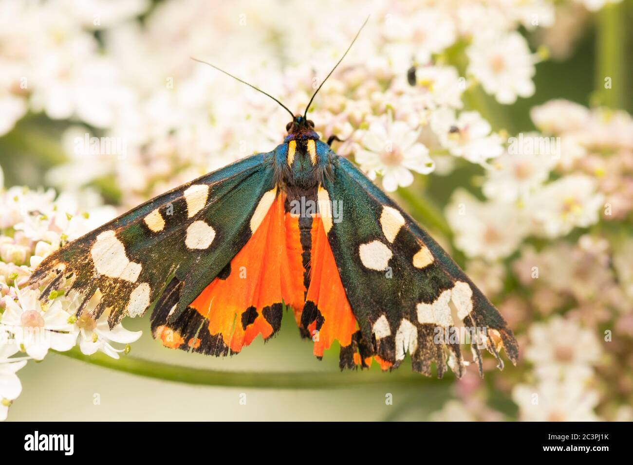 Scarlet Tiger Moth, callimorpha Dominula, perched on a flower in the British countryside, looking rather worse for wear Stock Photo