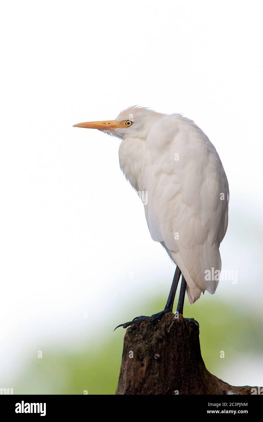 Cattle Egret Perched on Stump Stock Photo
