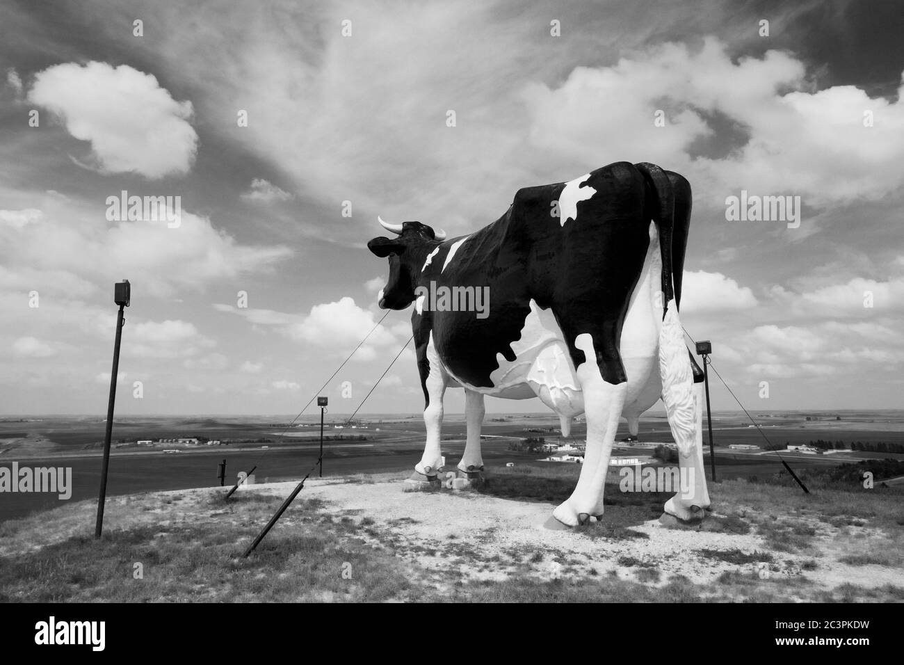 Worlds largest holstein cow Black and White Stock Photos & Images Alamy