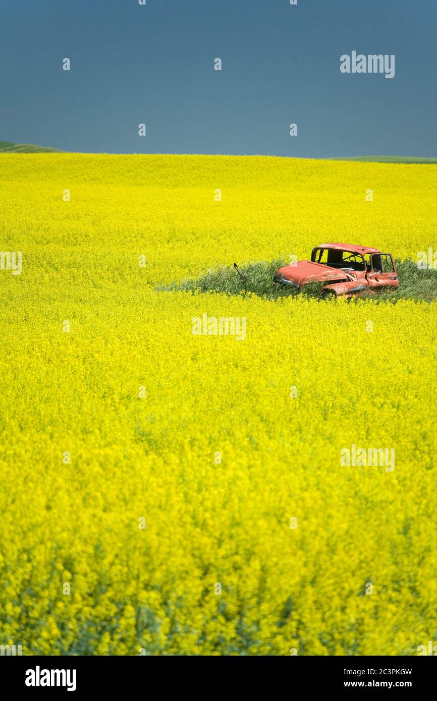 Field of Canola on the Enchanted Highway, Regent, North Dakota, USA