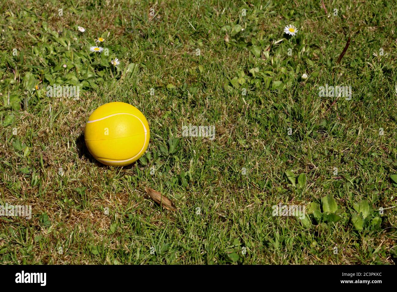 Yellow foam rubber tennis ball on a rough lawn Stock Photo Alamy