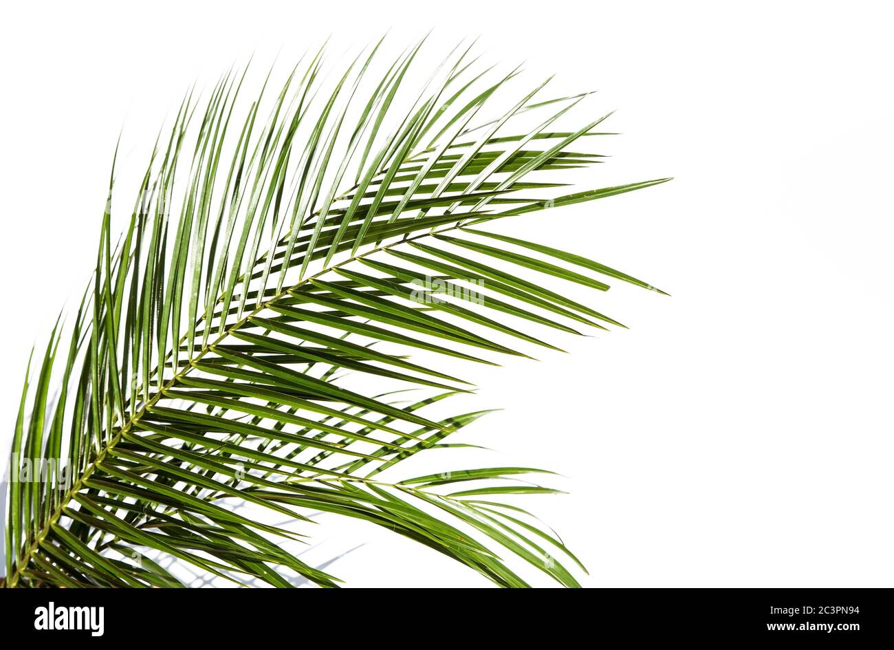 Palm leaves on white background Stock Photo