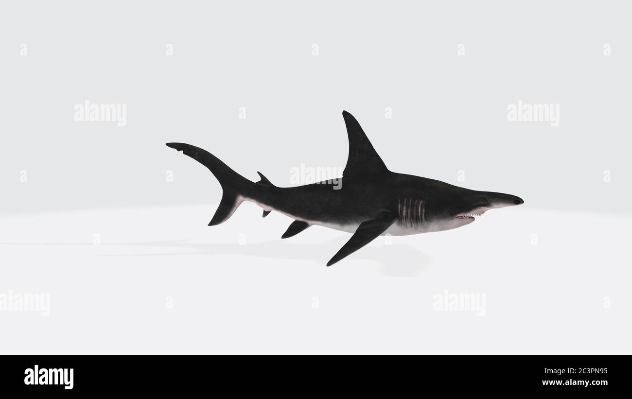 Illustration of a 3D rendering of a scalloped hammerhead on a white