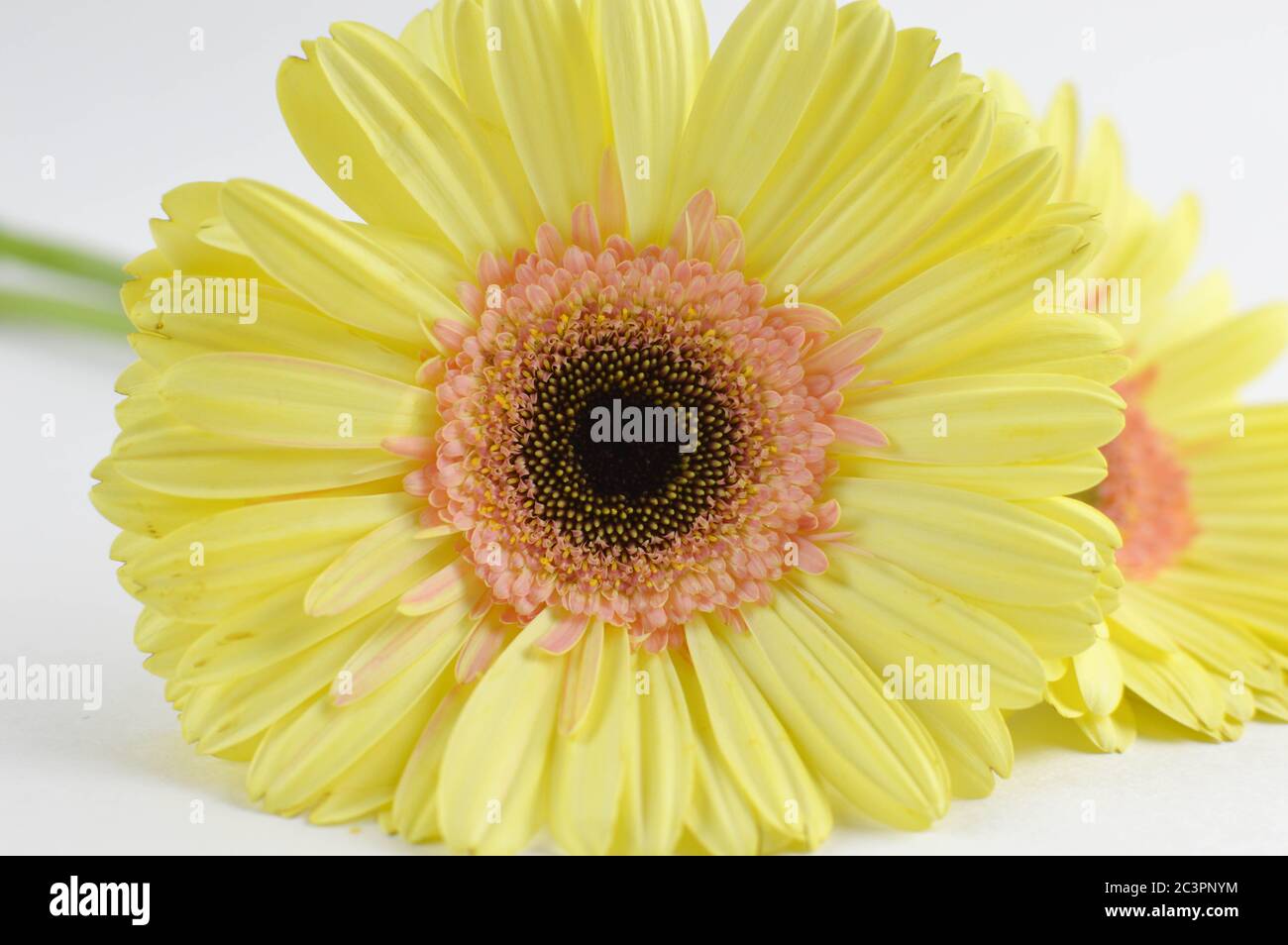 Yellow gerber daisies on a white background Stock Photo - Alamy