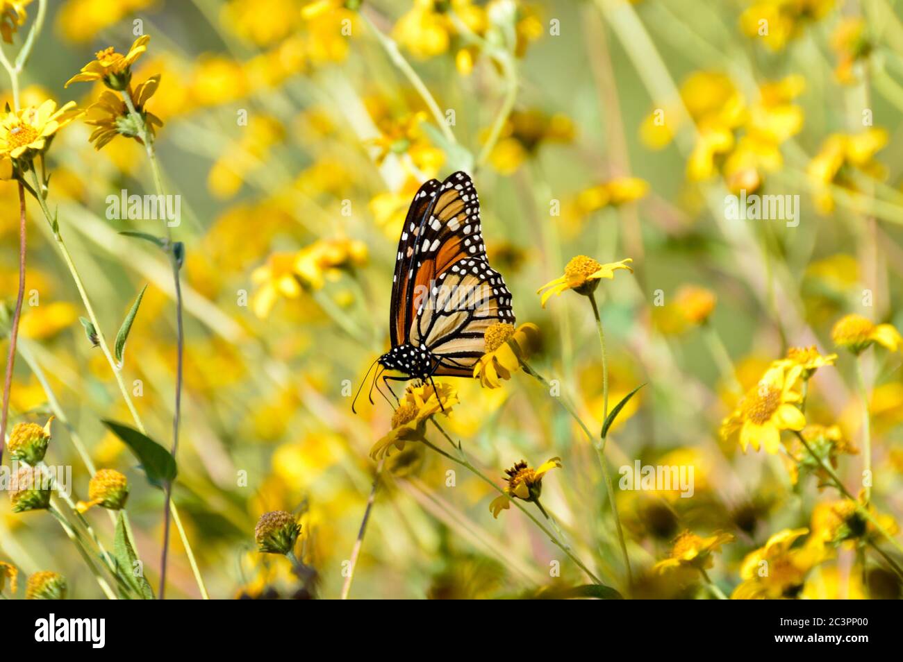 Texas yellow wildflowers hi-res stock photography and images - Alamy