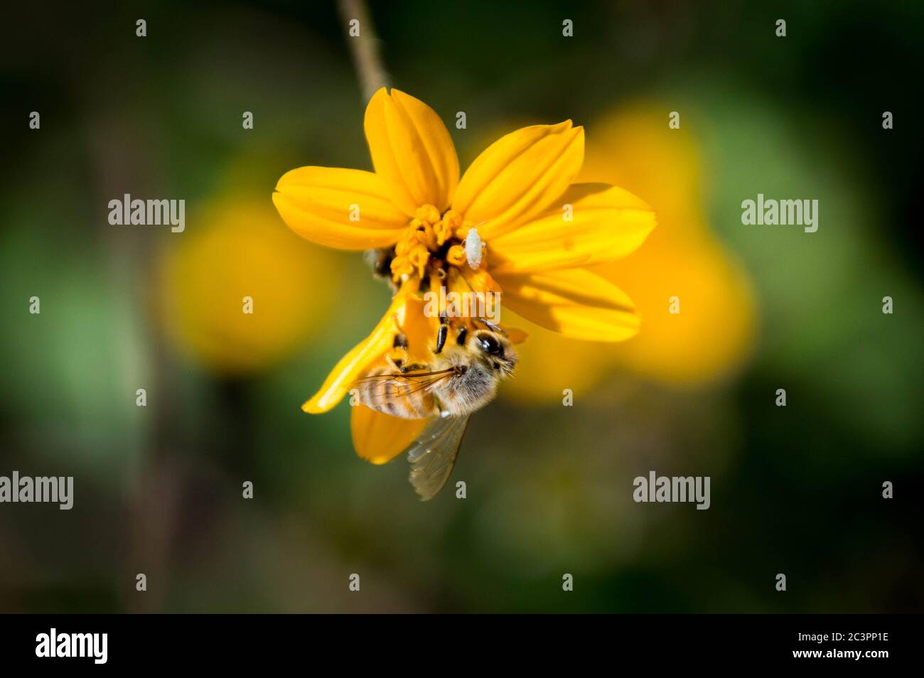 Yellow nature flora fauna hi-res stock photography and images - Alamy