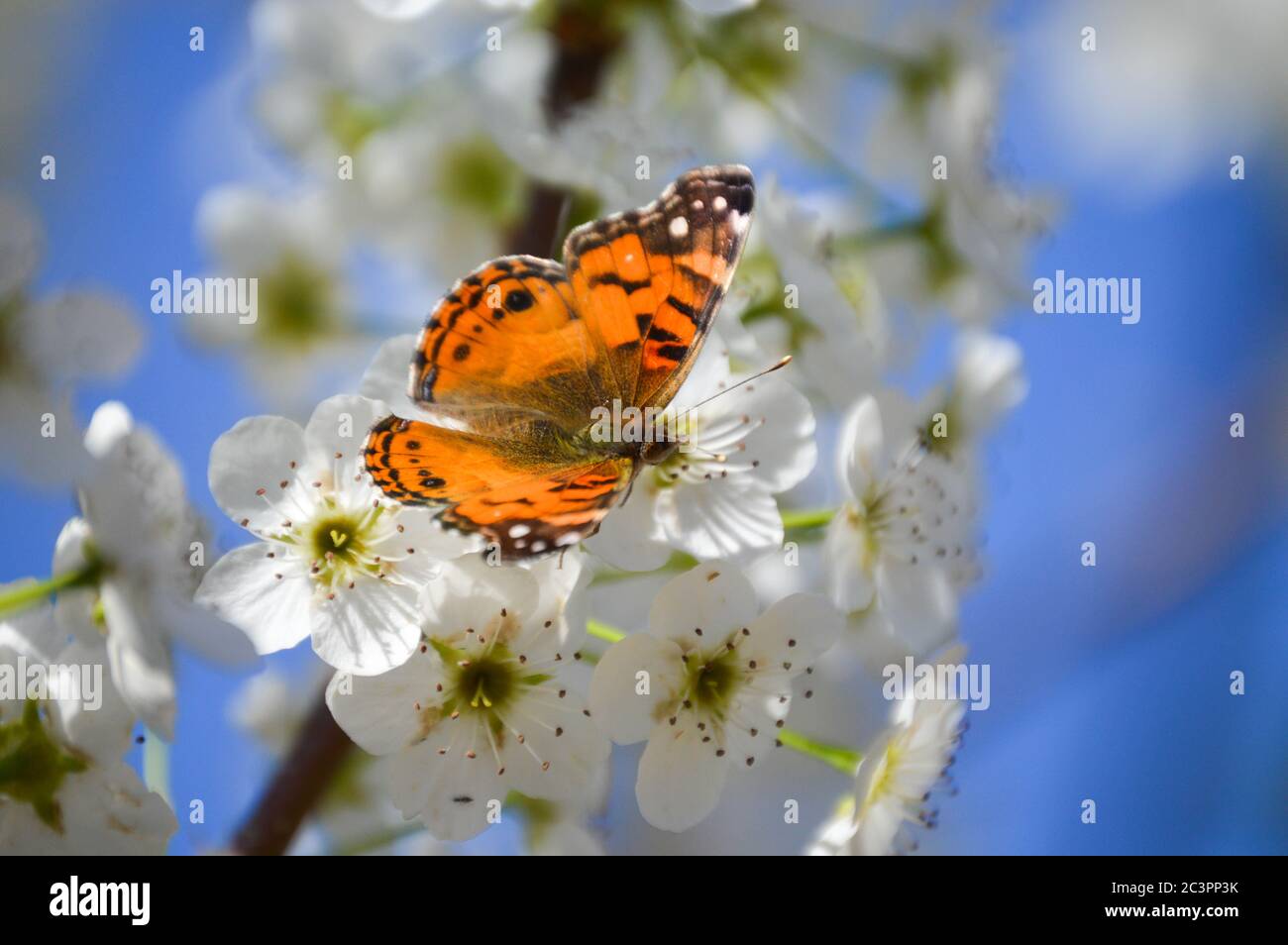 american lady butterfly on bradford pear blossoms Stock Photo