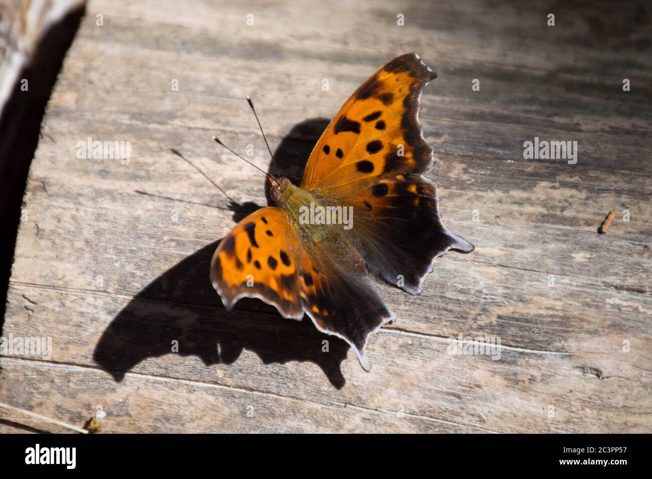 question mark butterfly Stock Photo Alamy
