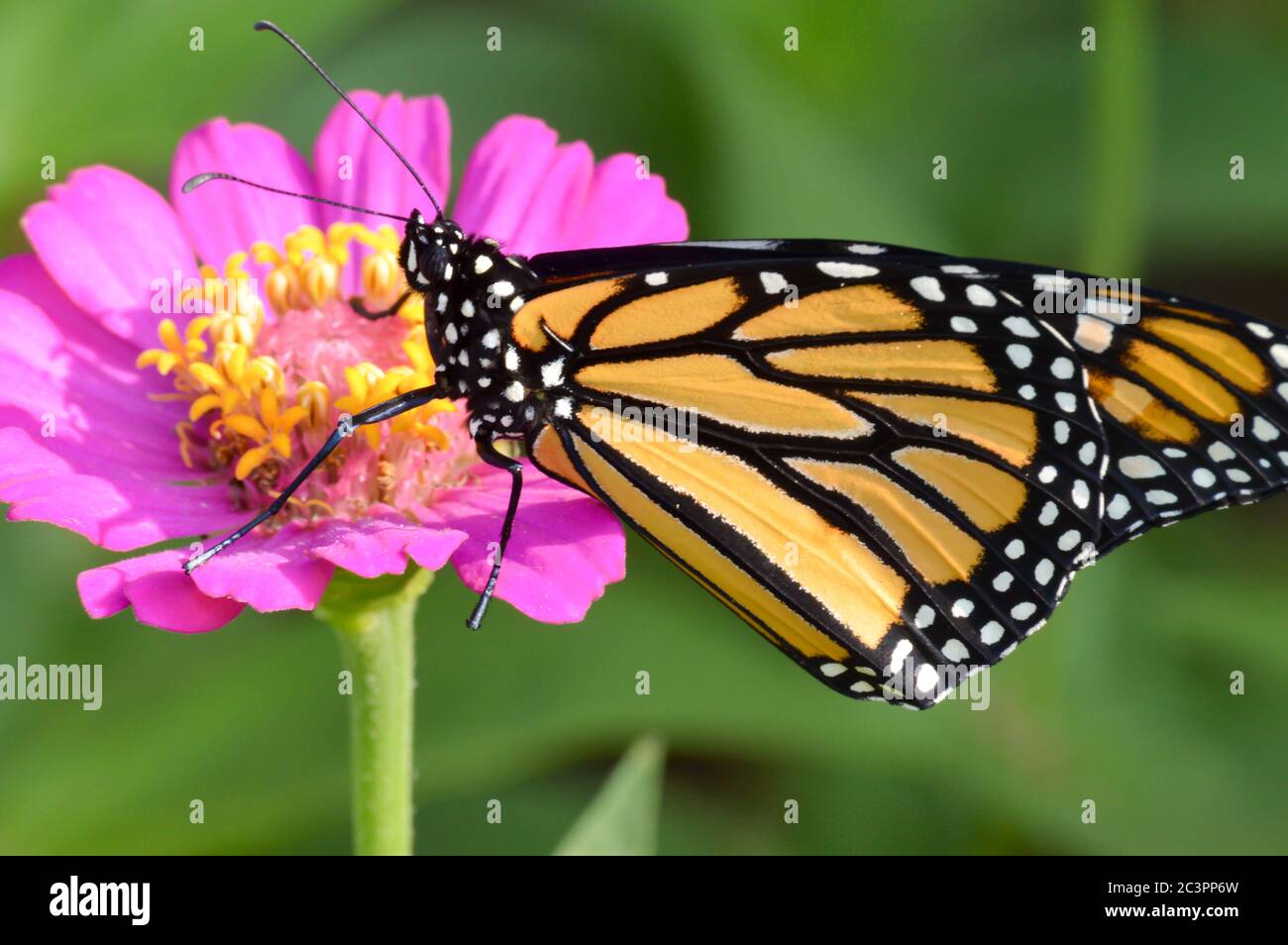 Pink butterfly species hires stock photography and images Alamy