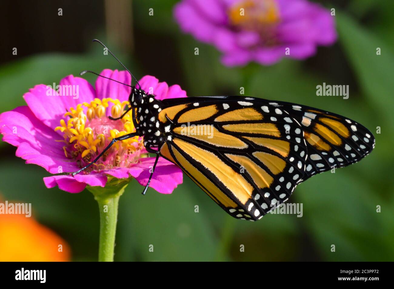 Monarch butterfly on a pink zinnia Stock Photo - Alamy