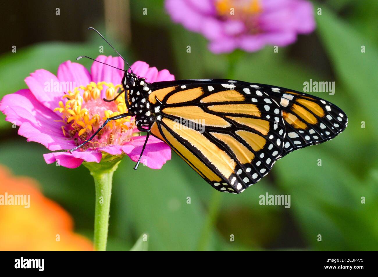 Monarch butterfly on a pink zinnia Stock Photo Alamy