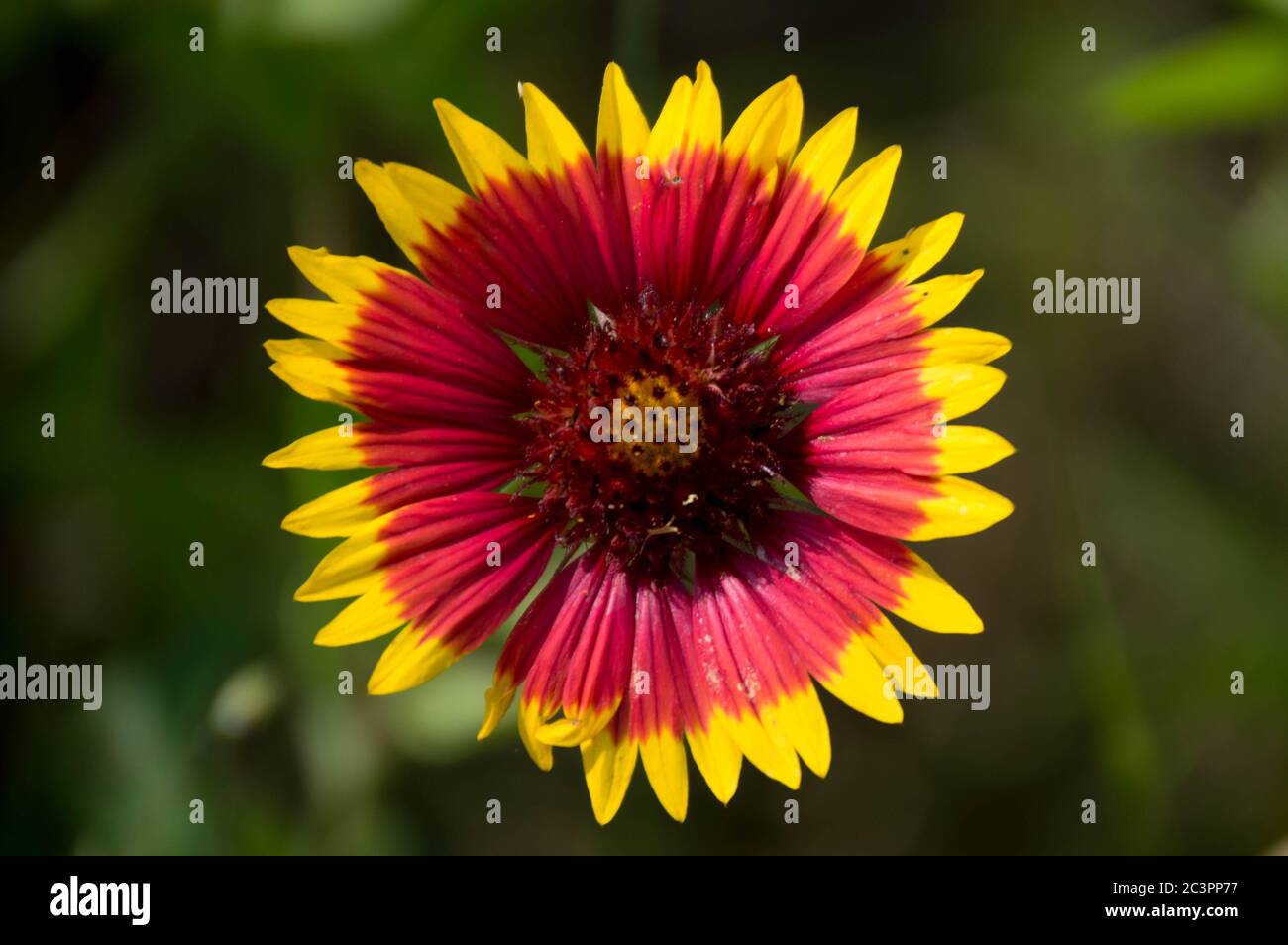 close up of a fire wheel flower, also known as indian blanket flower (gaillardia pulchella) Stock Photo