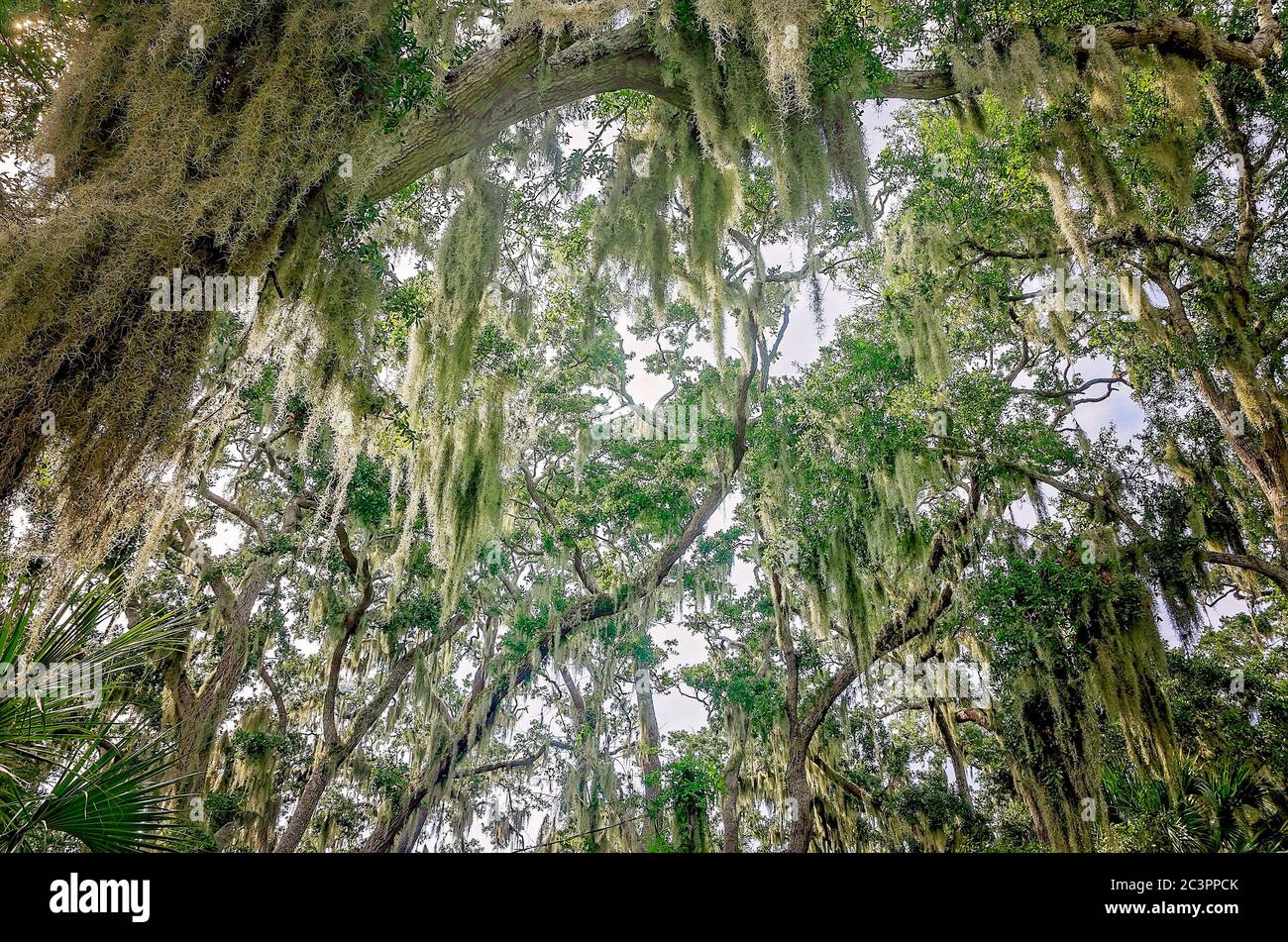 Spanish moss hangs from the trees at Ponce de Leon’s Fountain of Youth